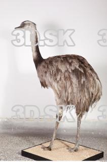 Emus body photo reference 0079